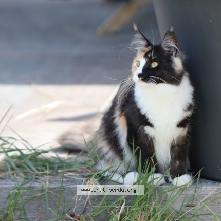 Photo 1/1 Etoile Chat perdu à La Gouesniere