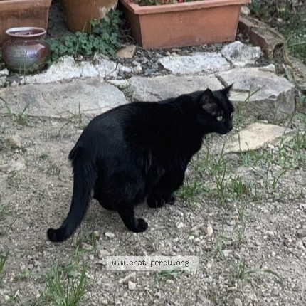 Photo 1/1 Lilou Chat perdu à La Boissiere De Montaigu