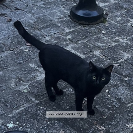 Photo de chat perdu à Bordeaux