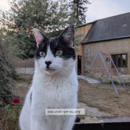 Photo de chat perdu à La Meziere