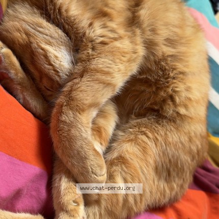 Photo 2/3 Fripouille Chat perdu à Miserey Salines