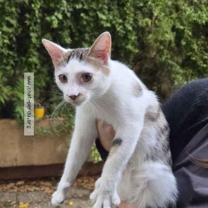 Photo de chat trouvé à Villeurbanne
