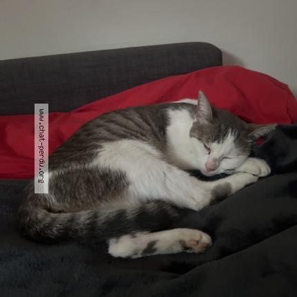Photo de chat trouvé à Bois Colombes