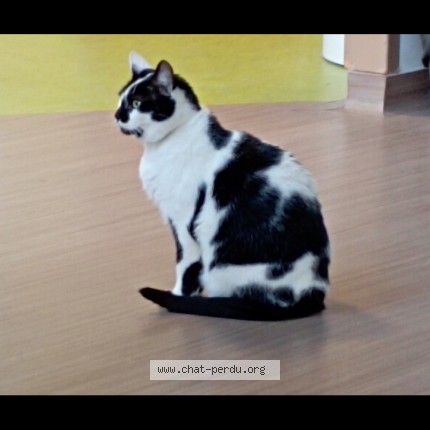 Photo de chat perdu à Suresnes