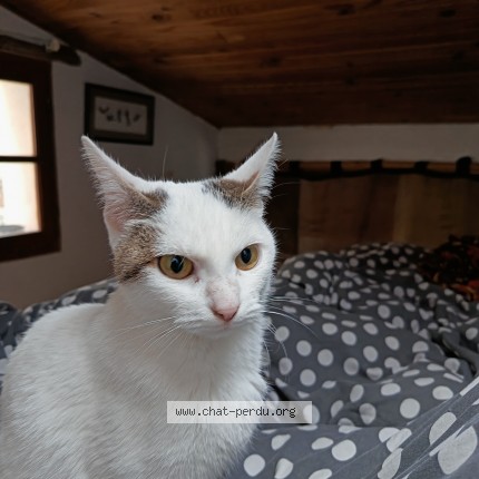 Photo 1/1 Chat trouvé Trouvé à Paris