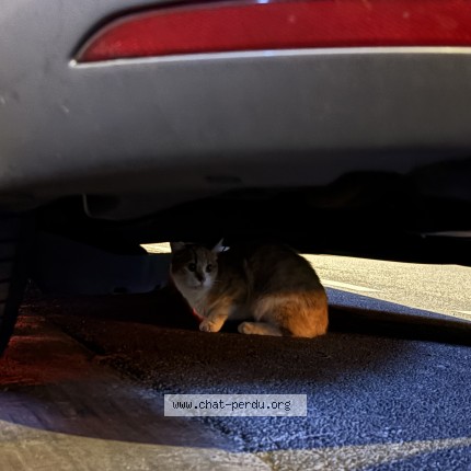 Photo de chat trouvé à Paris