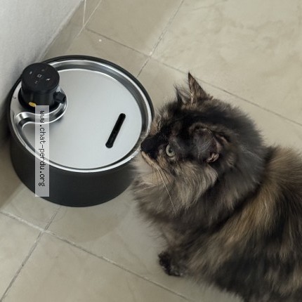 Photo de chat perdu à Villemomble