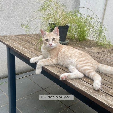 Photo 1/1 Chat retrouvé Perdu à Beziers