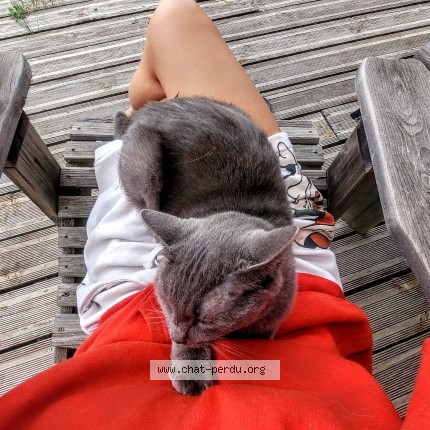 Photo de chat perdu à Saint Vincent Lespinasse