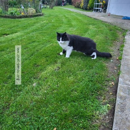 Photo de chat perdu à Etienville