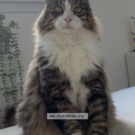 Photo de chat perdu à Tilly La Campagne