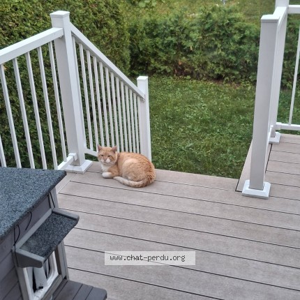 Photo 1/1 Yogi Chat perdu à Montreal Cartierville