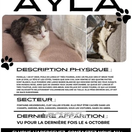 Photo de chat perdu à Fontaine Heudebourg