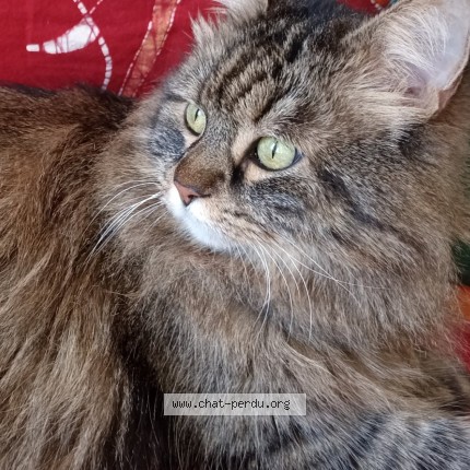 Photo de chat perdu à Condom
