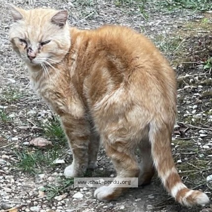 Photo de chat trouvé à Savigny Sur Orge