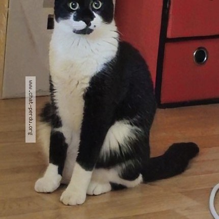 Photo de chat perdu à Limay