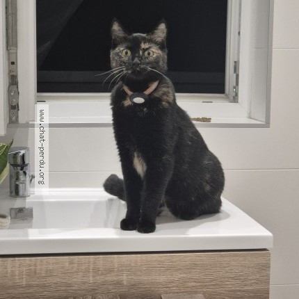 Photo 1/1 Chat trouvé Trouvé à Grenoble