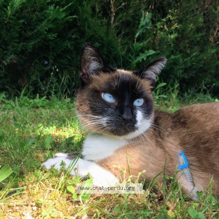 Photo 1/1 arya Chat perdu à Chasseneuil Du Poitou