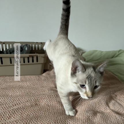 Photo 1/3 Chat retrouvé Trouvé à Rennes