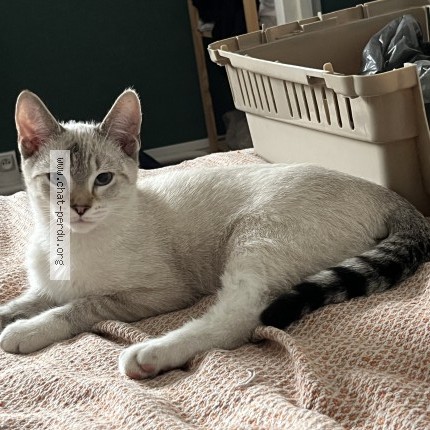Photo 2/3 Chat retrouvé Trouvé à Rennes