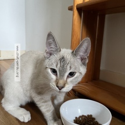 Photo 3/3 Chat retrouvé Trouvé à Rennes