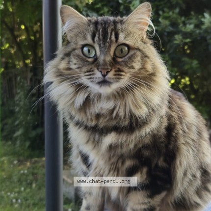 Photo de chat perdu à Aiffres