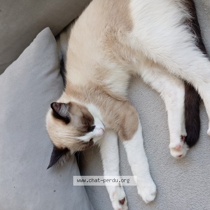 Photo de chat perdu à Boulogne Sur Mer