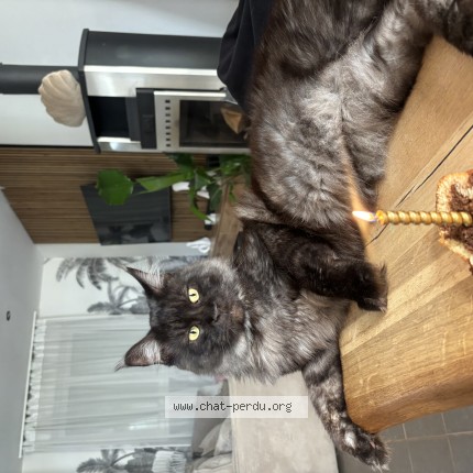 Photo 1/1 Achille Chat perdu à Noyelles Godault