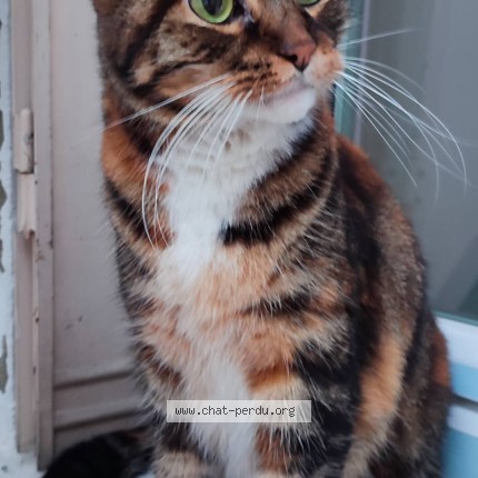 Photo 1/1 Chat trouvé Trouvé à Paris