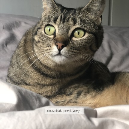Photo 1/1 Chat retrouvé Perdu à Evreux