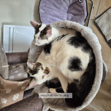 Photo de chat perdu à Chavigny Bailleul