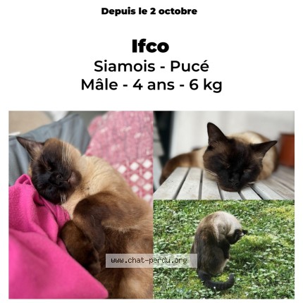 Photo 1/1 IFCO Chat perdu à Gradignan