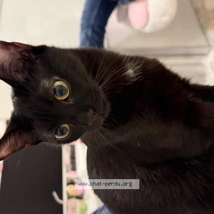 Photo de chat perdu à Vaulx En Velin