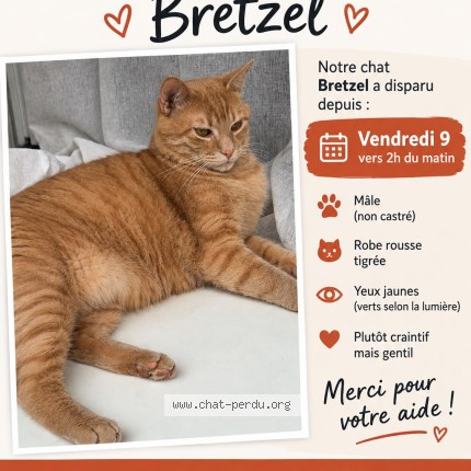 Photo 1/1 bretzell Chat perdu à Tours