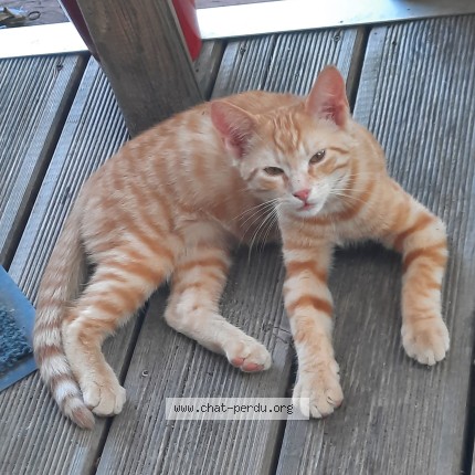 Photo 1/1 Bambi Chat perdu à Chamboret