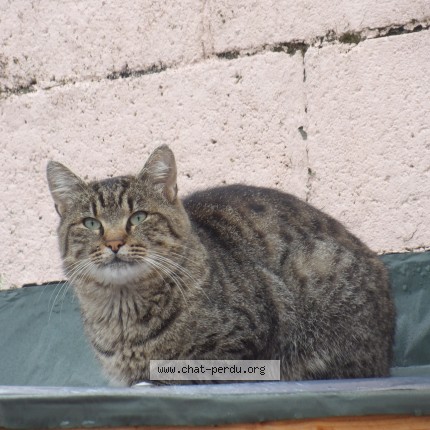 Photo 1/1 Chat trouvé Trouvé à Escaudain