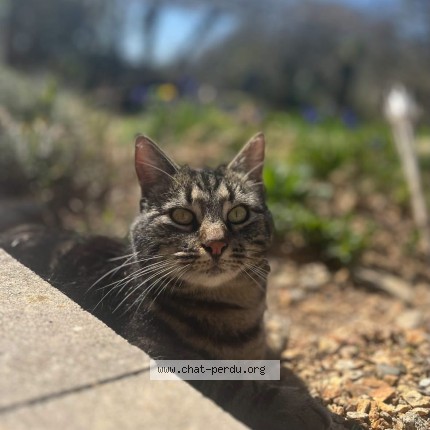 Photo de chat perdu à Moyrazes