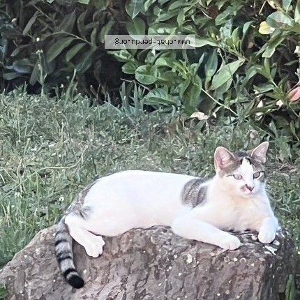 Photo 1/1 KOKORO Chat perdu à Saint Chef