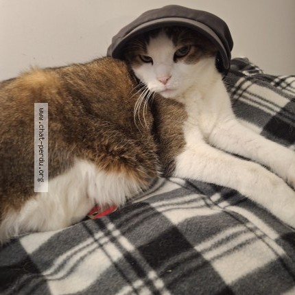 Photo de chat perdu à Vanves