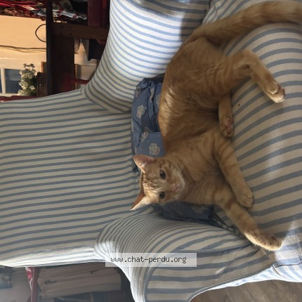 Photo 1/1 Chat retrouvé Perdu à Nantes