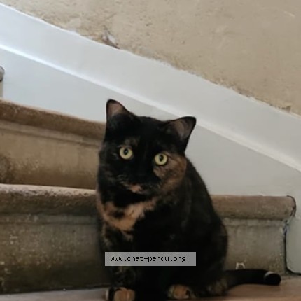 Photo 1/1 Minouche Chat perdu à Bordeaux