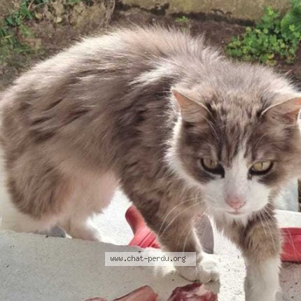 Photo 1/1 Chat retrouvé Perdu à Varennes Sur Loire