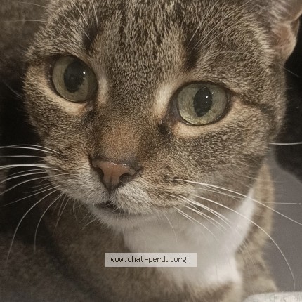 Photo de chat perdu à Vienne
