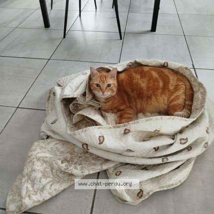 Photo 1/1 minou Chat perdu à Coucouron