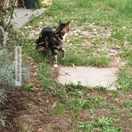 Photo 1/1 Chat retrouvé Perdu à Clion Sur Seugne