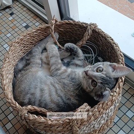 Photo de chat perdu à Billere