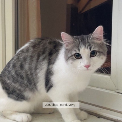 Photo de chat trouvé à Bron