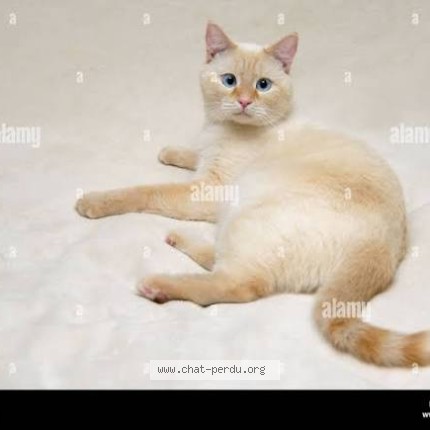 Photo de chat perdu à Beaumont