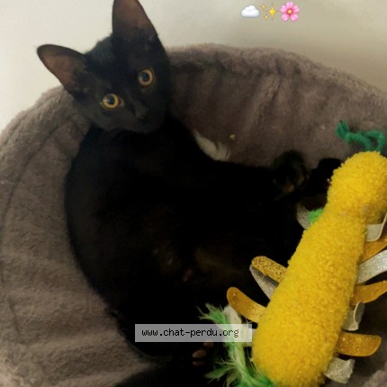 Photo de chat perdu à Toulouse