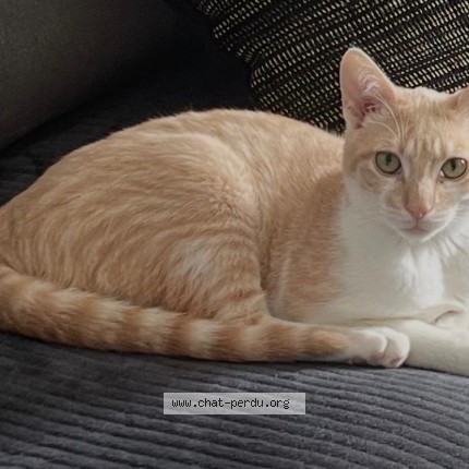 Photo de chat perdu à Volvic